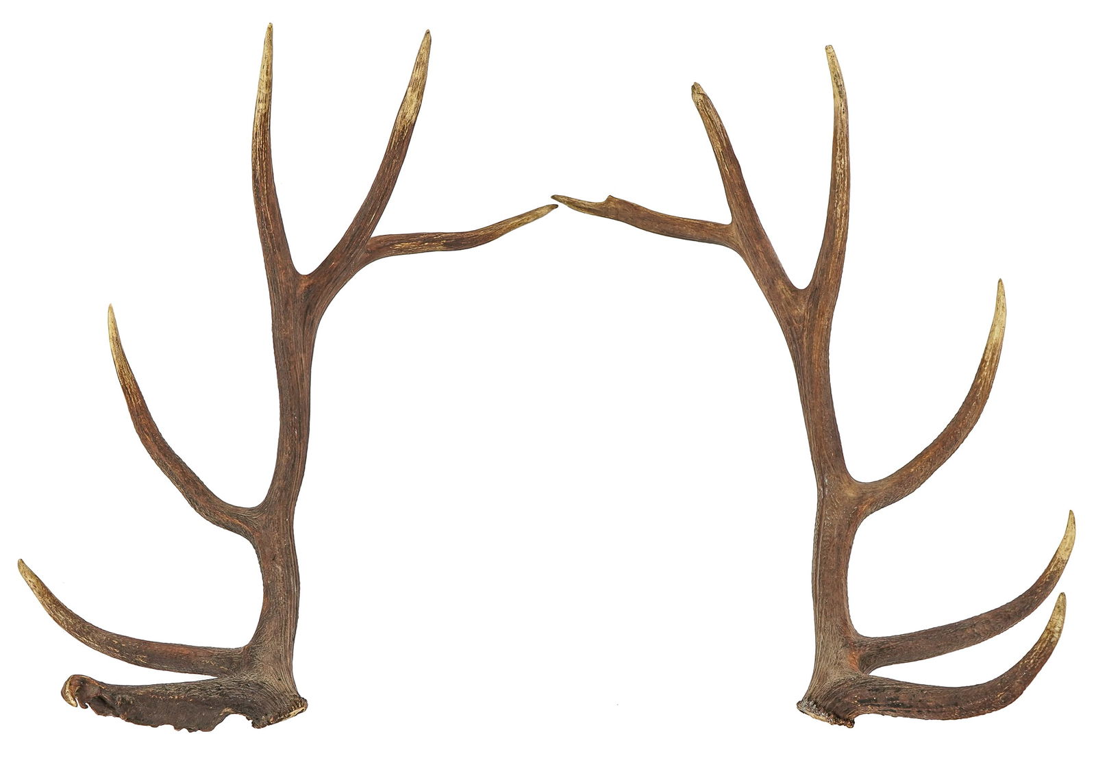 Set of 6 x 6 Elk antlers: Set of Fine 6 x 6 Elk antlers each roughly 47 x 21 x 11"