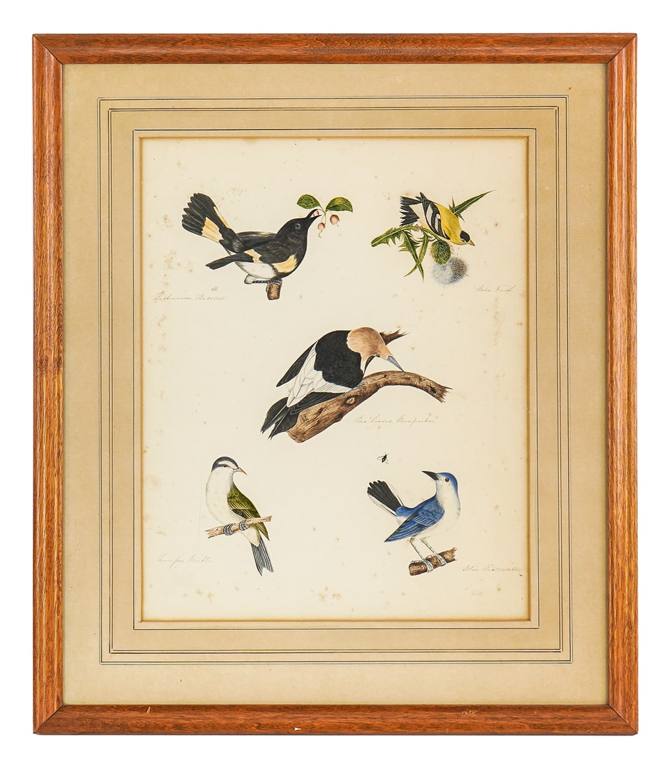 19th c Watercolor and ink drawing of five birds: 19th c Schoolgirl watercolor drawing of five birds- 14 x 11" 20 x 17 x 1" as framed.