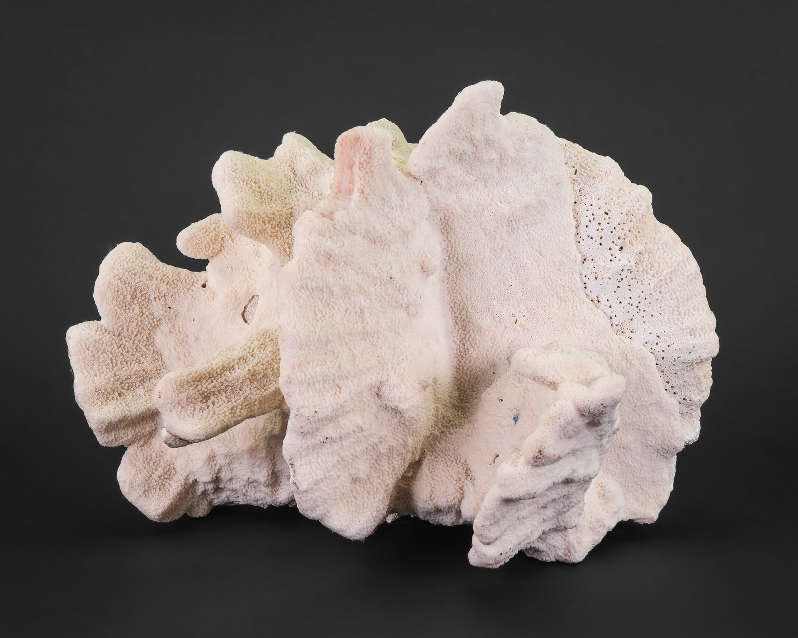 Large White Coral Reef Section: Natural piece of white coral from a reef. 12" x 15" x 11" high.