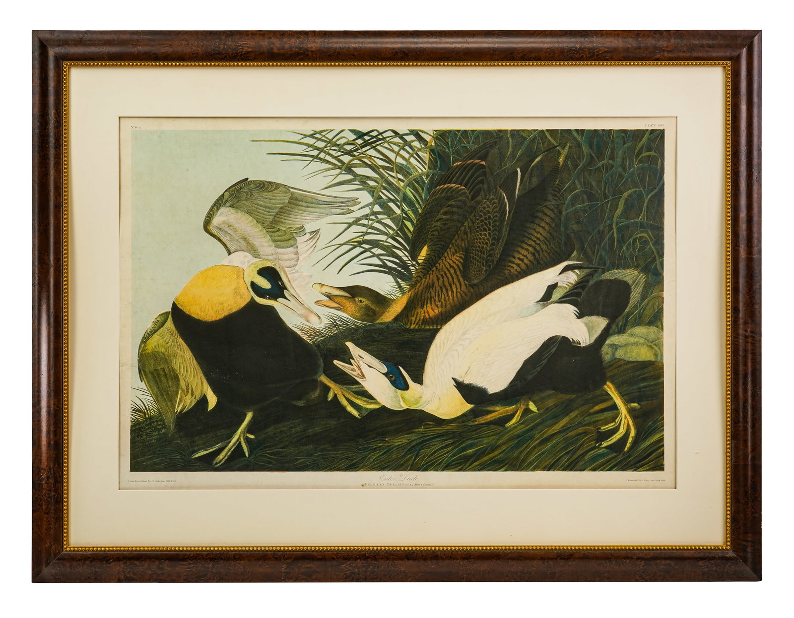 John James Audubon- Eider Duck- Bien Ed.: John James Audubon (American 1785-1951) Eider Duck Bien Edition posthumous elephant folio chromolithograph by Julius Bien of New York. Plate 23.25 x 36.5" 38 x 49" as framed. The Bien edition of The B