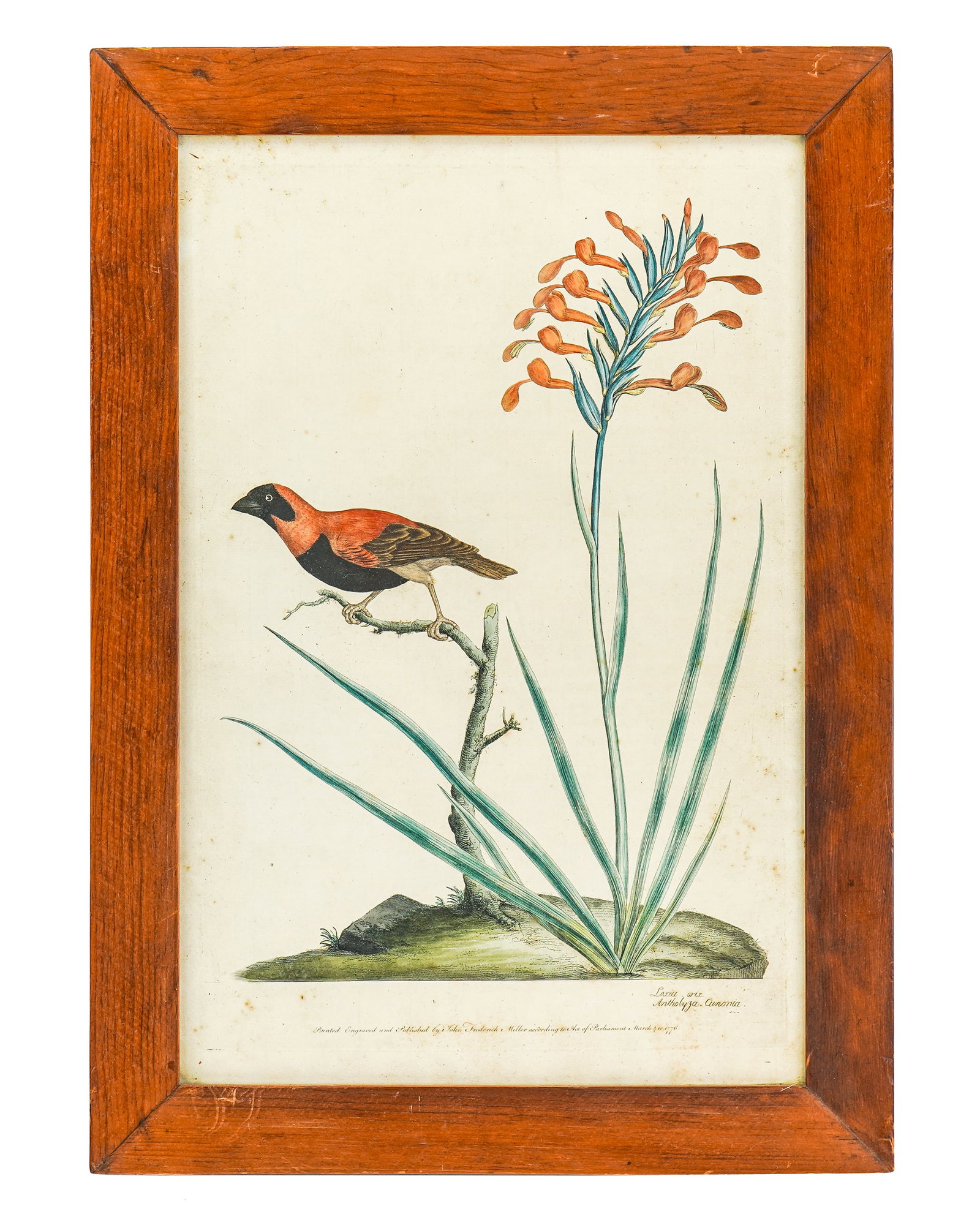 John Frederick Miller (EN 1750-1800) Loxia orix Antholyza Cunonia: John Frederick Miller (English ca 1750-1800) Loxia orix. Antholyza Cunonia (Southern Red Bishop and Gladiolus) hand colored engraving on paper pub. 1776 plate 17.5 x 12" 22.5 x 16" as framed. Miller