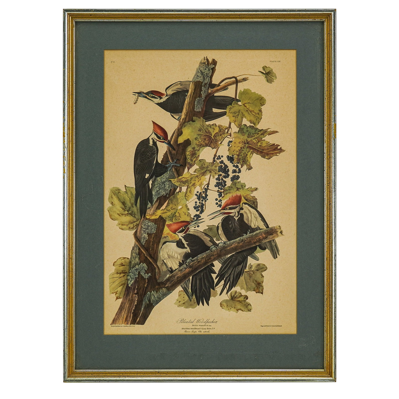Three framed Audubon lithos - 2
