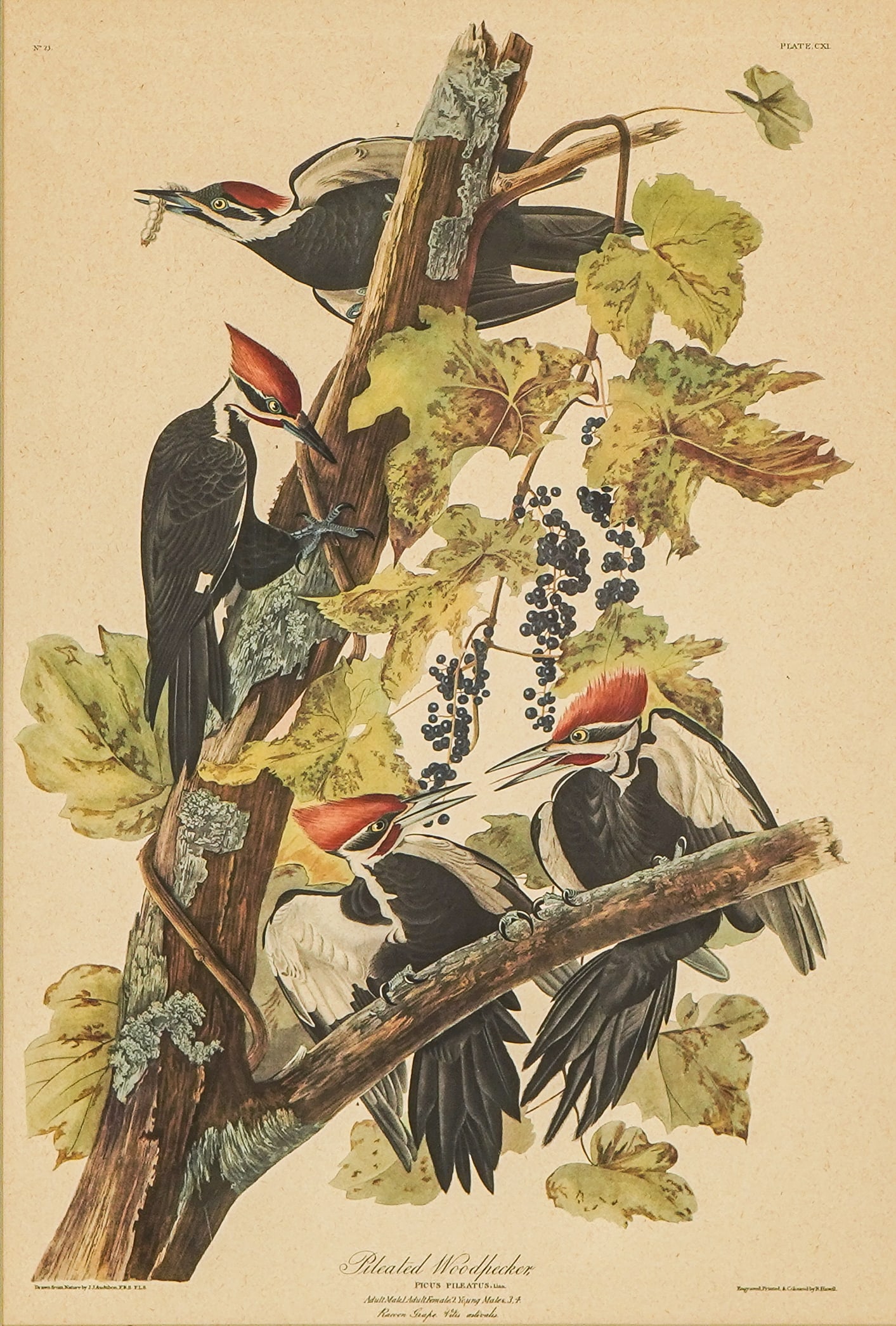 Three framed Audubon lithos - 3