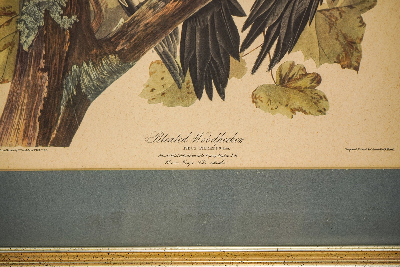 Three framed Audubon lithos - 4