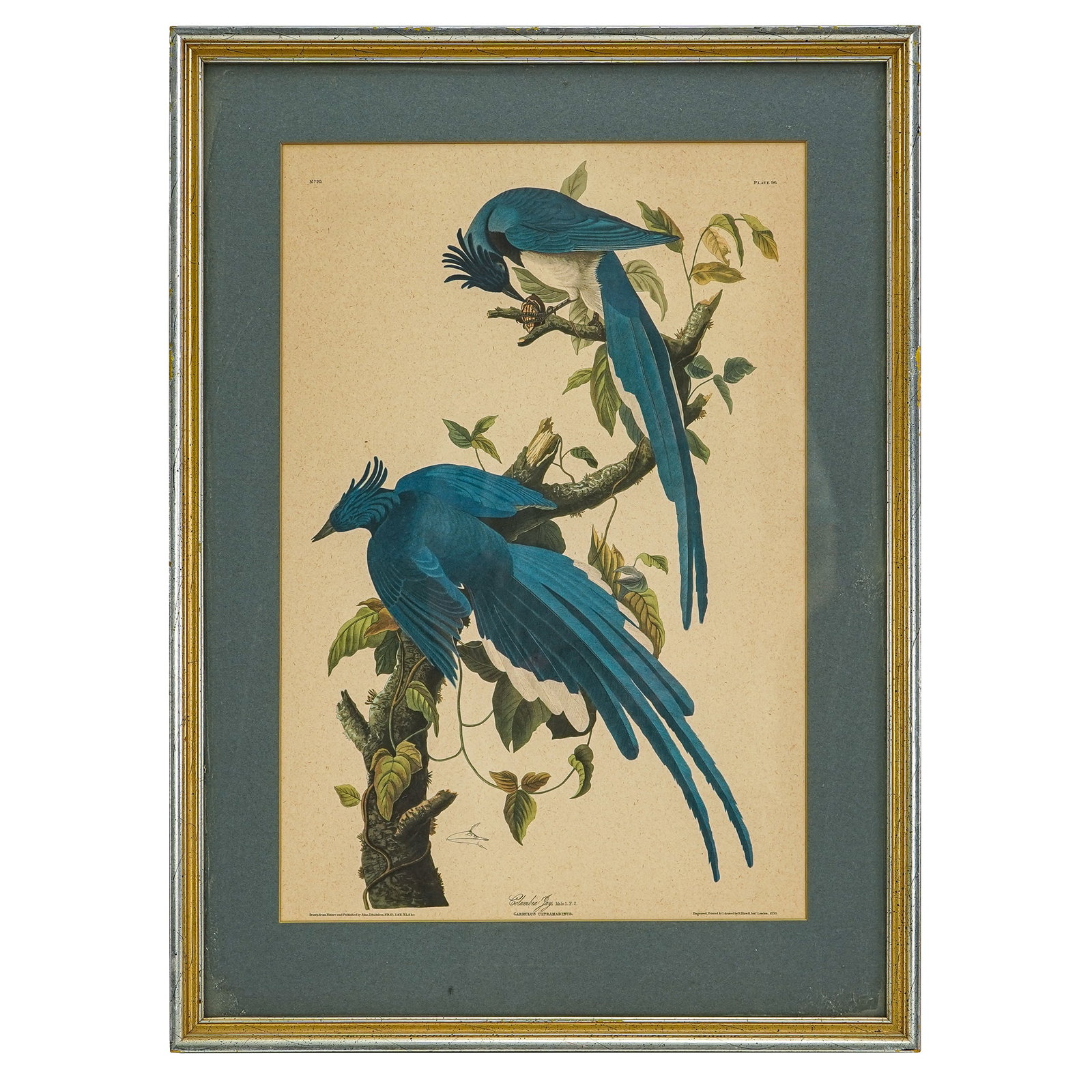 Three framed Audubon lithos - 6