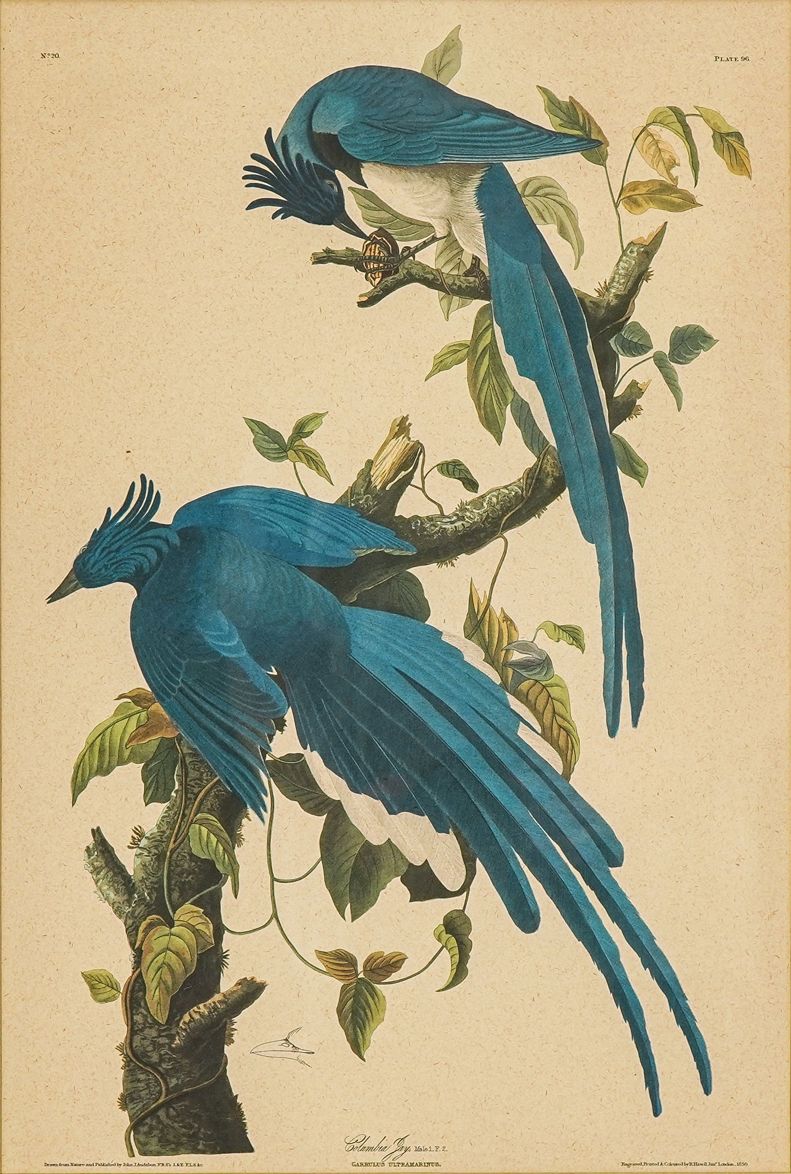Three framed Audubon lithos - 7