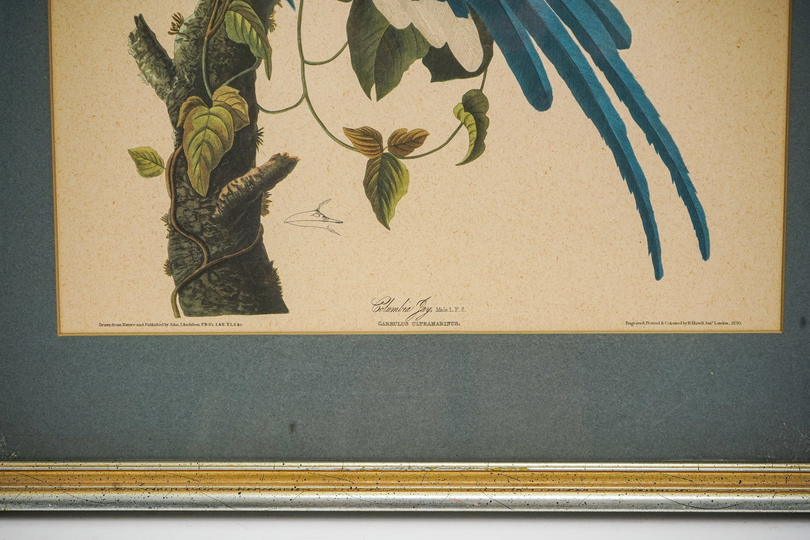 Three framed Audubon lithos - 8
