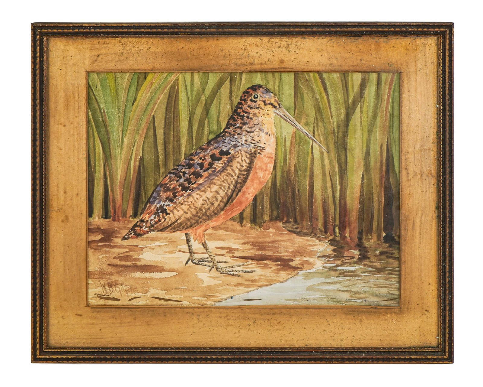 William B Gillette (AM 1864-1937) Woodcock in the grass: William B Gillette (American 1864-1937) Woodcock in the Grass watercolor on paper signed lower left 9 x 12" 13 x 16" as framed.. From his NY Times Obituary-Gillette, best known for his painting of