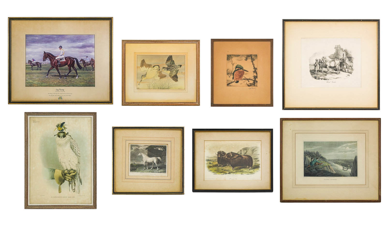 Group of sporting art-: Eight Sporting Prints- Richard Reeves Equestrian Scene with Jockey; J Pittman- Arbutus by Walton; J T Bowen- Musk Ox; Engelmann- Cheval Cauchois; Print of Kingfisher signed Illegibly; H Alken- Badger