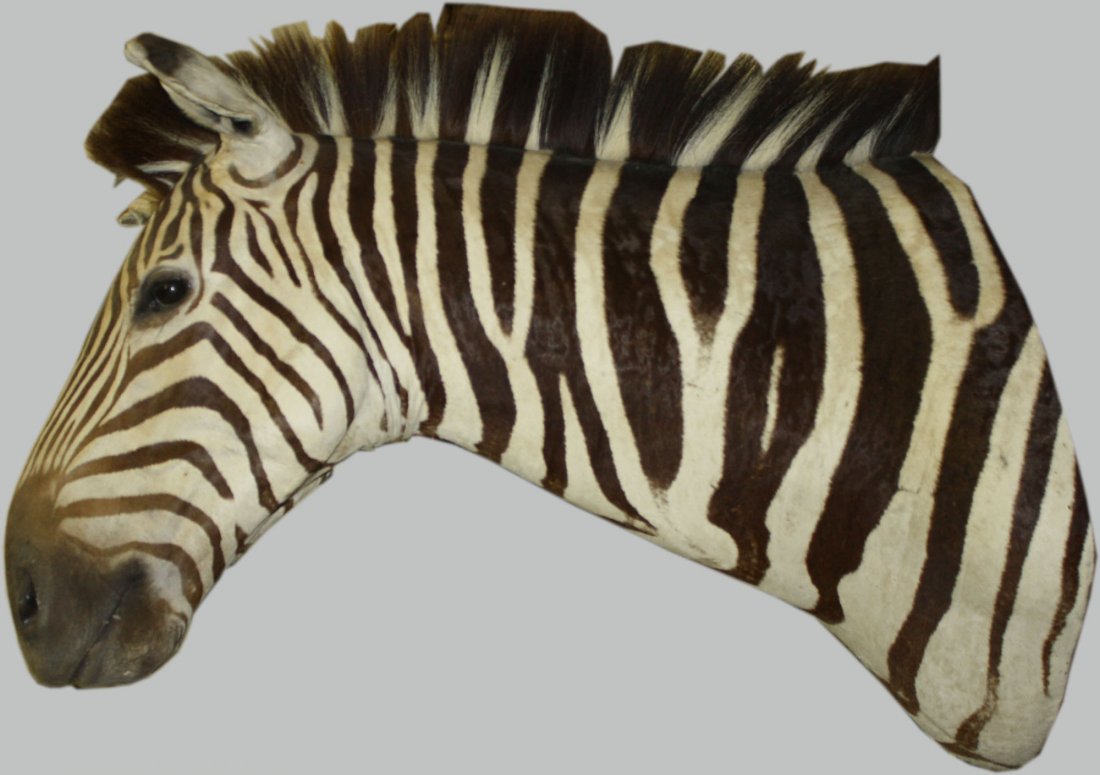 Zebra taxidermy trophy mount 37" long: Zebra taxidermy trophy mount 37" long