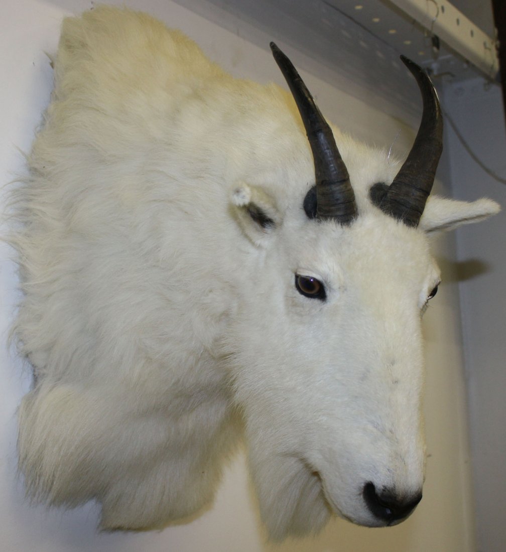 Mountain Goat trophy mount: Mountain Goat trophy mount