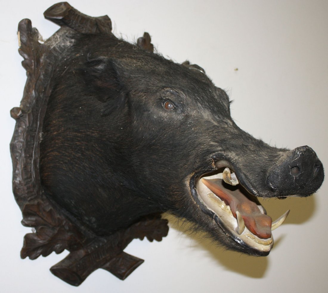 European boar taxidermy mount with carved black forest: European boar taxidermy mount with carved black forest plaque