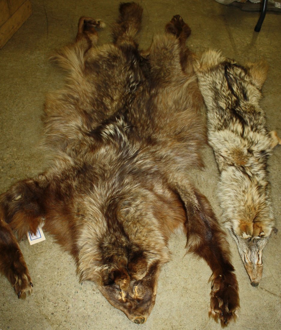 Wolf pelt and coyote pelt: Wolf pelt and coyote pelt