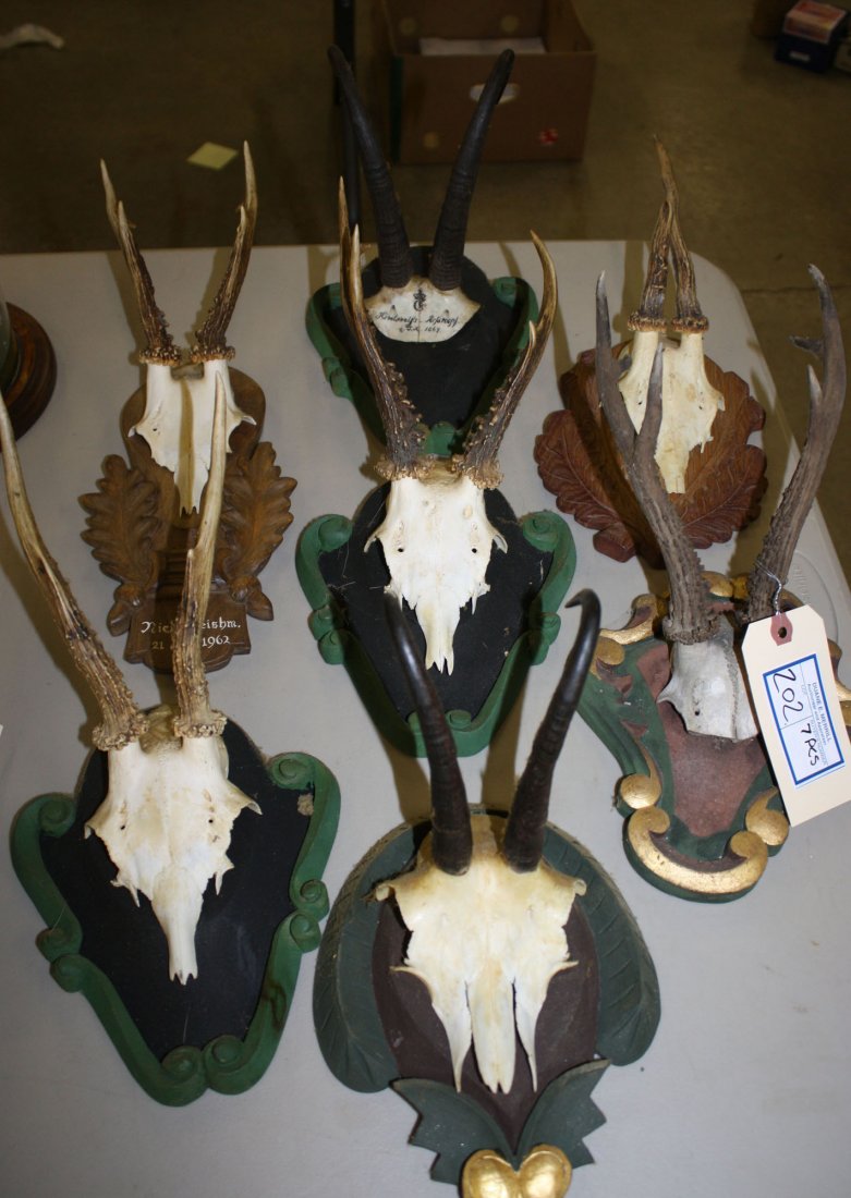 Seven roe deer and chamois skull/antler mounts on: Seven roe deer and chamois skull/antler mounts on carved black forest plaques