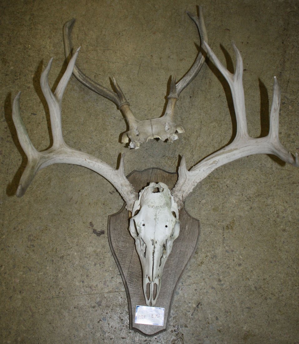 two large deer skull trophy mounts with some: two large deer skull trophy mounts with some weathering