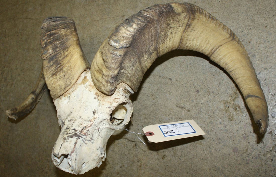 Bighorn sheep skull with curved horns: Bighorn sheep skull with curved horns