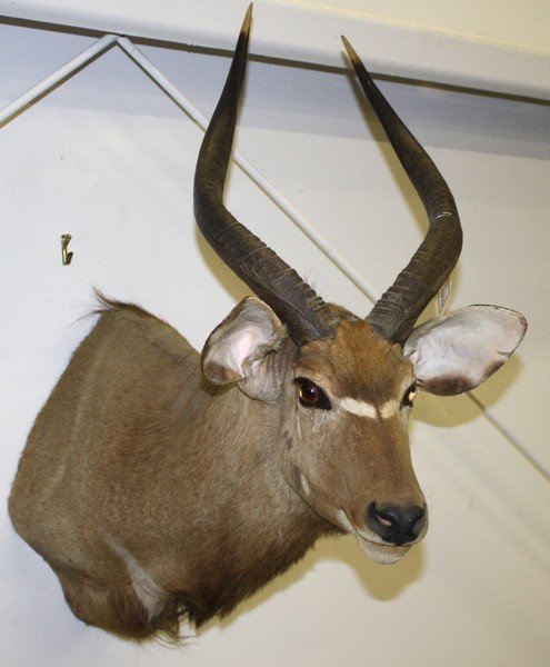 Nyala or Lesser Kudu shoulder mount. Generally good: Nyala or Lesser Kudu shoulder mount. Generally good condition, with some worn areas around ears and small pock marks on neck. Horns approx 18"l. We encourage all bidders to research local laws regardi