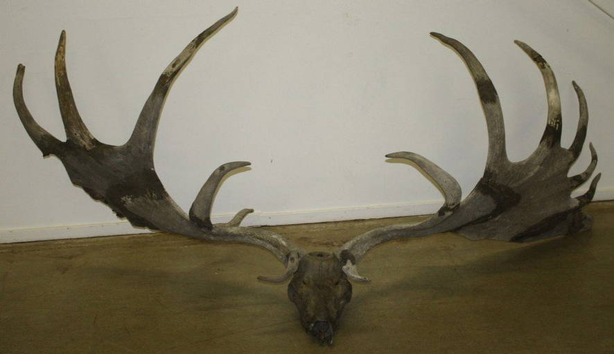 Rare Prehistoric Irish Elk Antlers And
