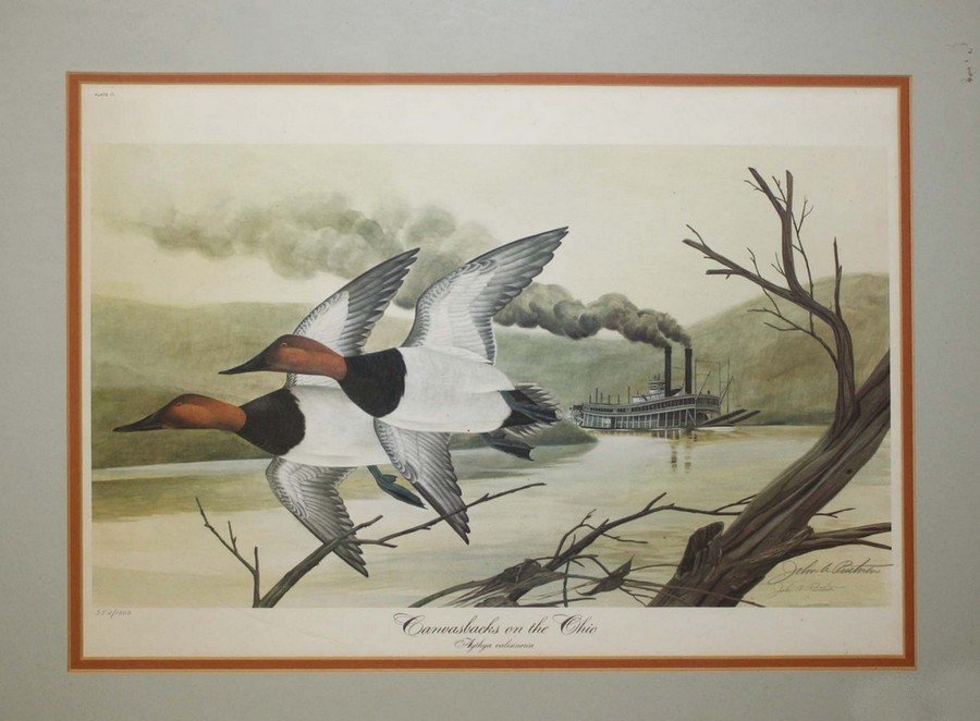 Sporting print "Canvasbacks on the Ohio" by John A.: Sporting print "Canvasbacks on the Ohio" by John A. Ruthven. 20"x12". 22'x28" framed.