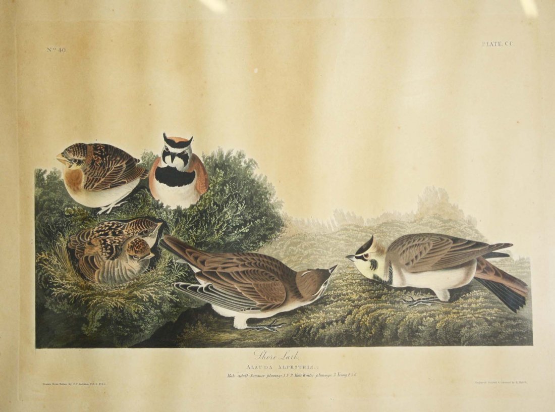 John James Audubon (Am 1785-1851) "Shore Lark" No. 40: John James Audubon (Am 1785-1851) "Shore Lark" No. 40 plate. CC. Alauda Alpestris image of 6 shore larks, hand colored aquatint engraving elephant folio, even tone foxing J. Whatman 1827 watermark 32.