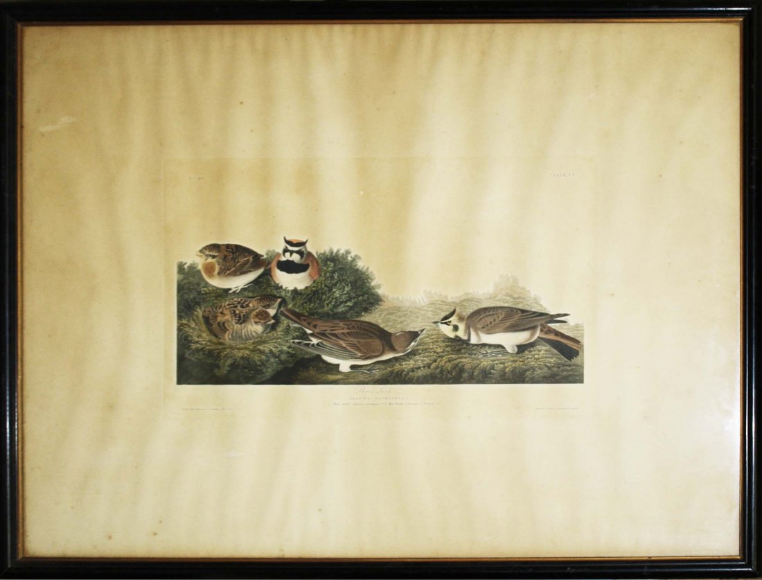 John James Audubon (Am 1785-1851) Shore Lark, Alauda: John James Audubon (Am 1785-1851) Shore Lark, Alauda Alpestris, No. 40 plate CC image of 6 shore larks, hand colored aquatint engraving elephant folio, even tone foxing J. Whatman 1827 watermark 32.5"