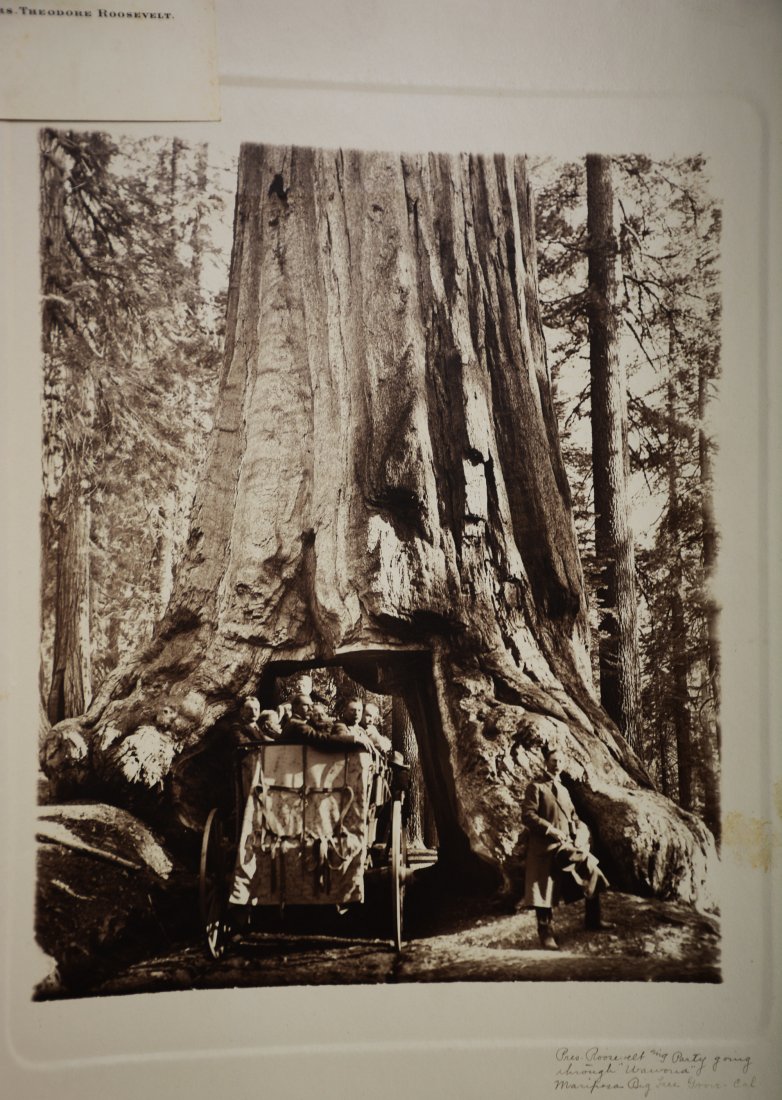 President Theodore Roosevelt Party: Going through "Wawona", Mariposa Grove, CaliforniaPlus a card from Mrs. Theodore Roosevelt "Good Wishes"Dimensions" 10 1/2" x 13 1/2"Date: Ca. 1903