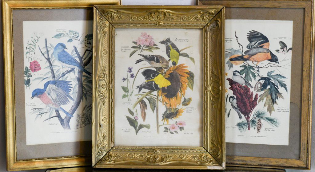 Set Of 7 Arthur Singer Bird Prints