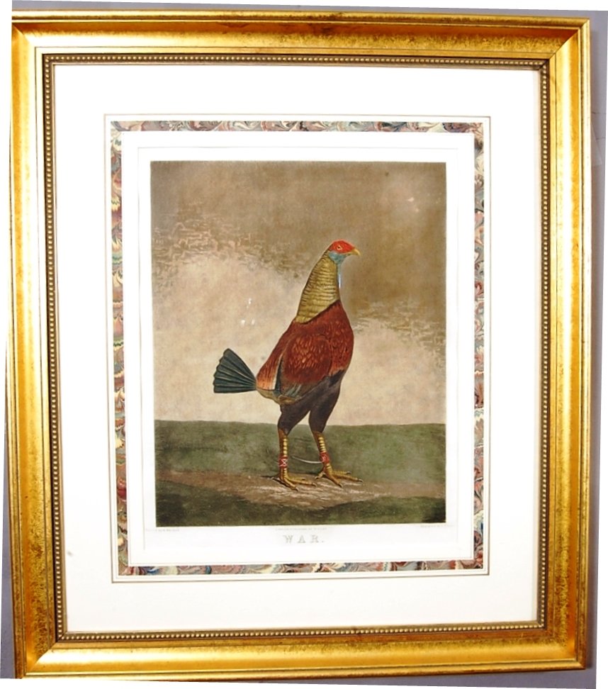 War 19th Century Engraving of Figlers Cokc: by Benjamin Marshall. English 1768-1835. Hand colored, framed 28" x 32" Ca. 1880