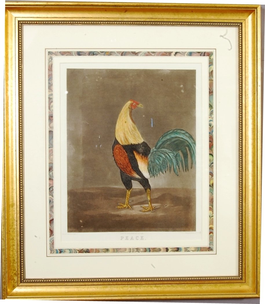 Peace 19th Century Engraving of Game Cock: By Benjamin Marshall. Hand colored. Framed 28" x 32". Ca. 1880