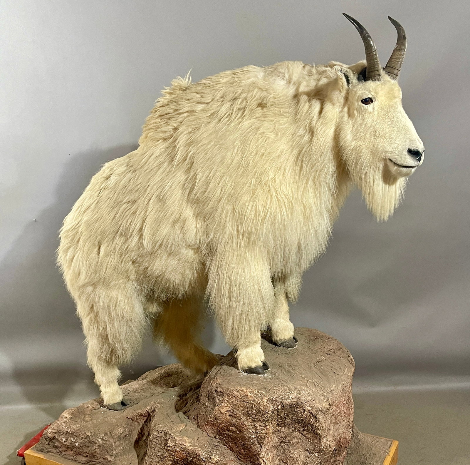 Rocky Mountain Full Body Goat (1 of 3)