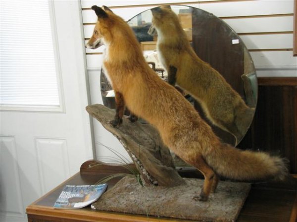 Magazine, Field and Stream, August 2009, Purchaser: Magazine, Field and Stream, August 2009, Purchaser of Magazine Receives Free Mounted Red Fox, Fox: 35'' H x 31'' L x 15'' W, $75-$150.