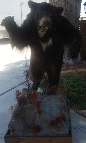 Brown Growling Kodiak Taxiderm Bear: Brown Growling Kodiak Taxiderm Bear, lifelike characterisitics and fur
