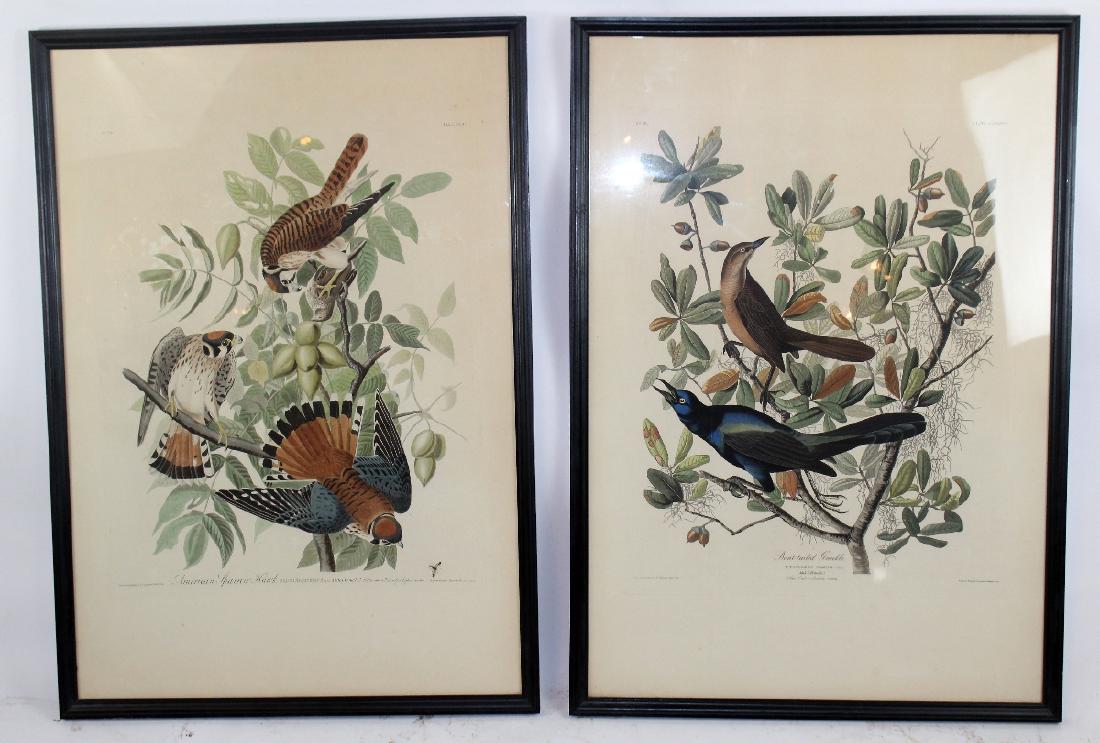 Lot of 2 J.J. Audubon ornithological engravings (1 of 6)