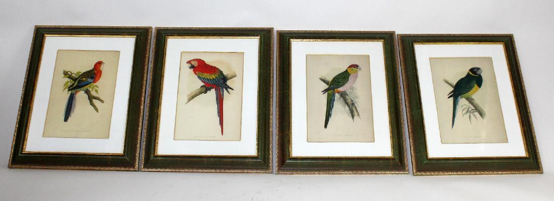 4 framed prints depicting parrots (1 of 4)