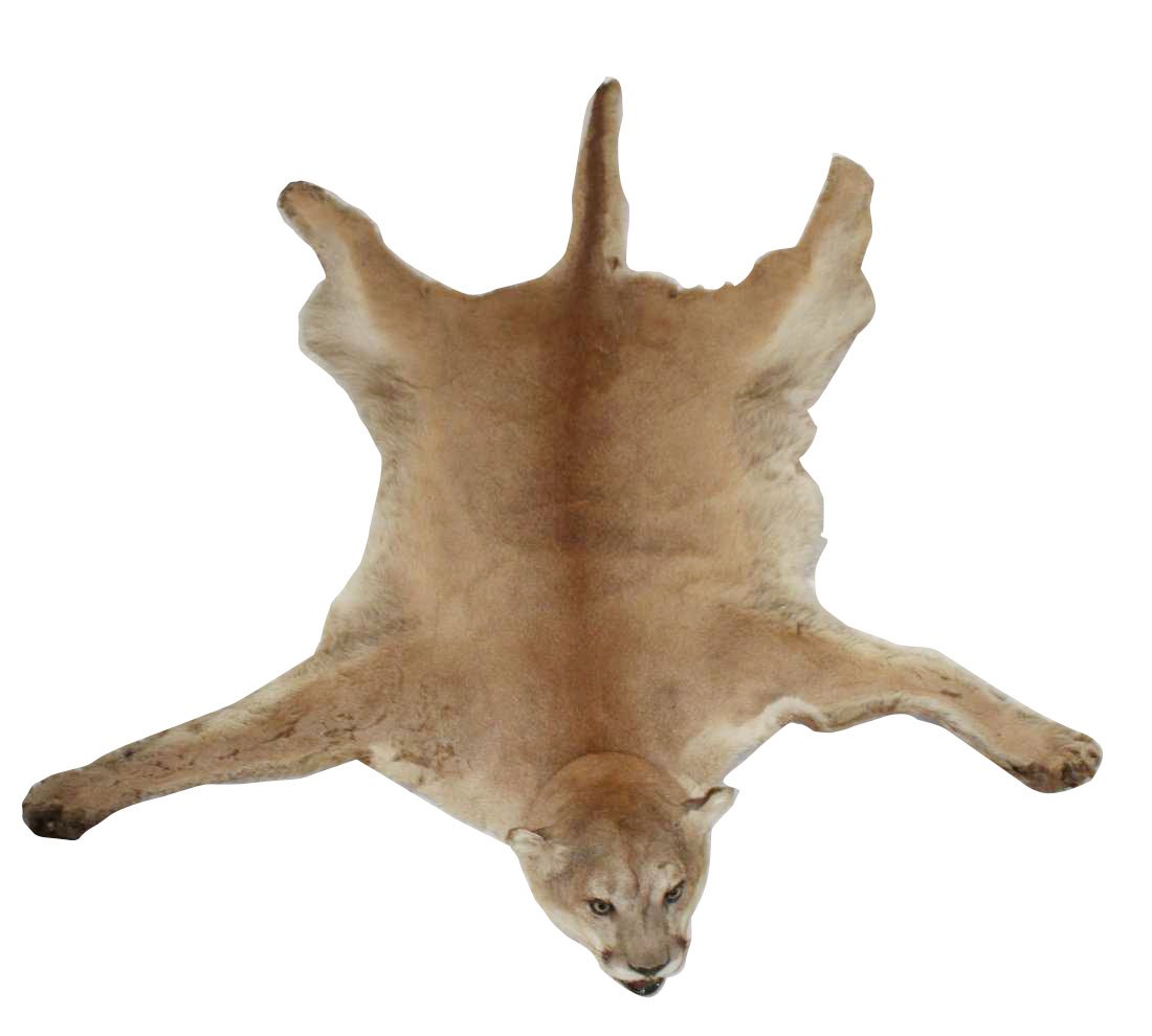 North American taxidermy Mountain lion skin rug (1 of 4)