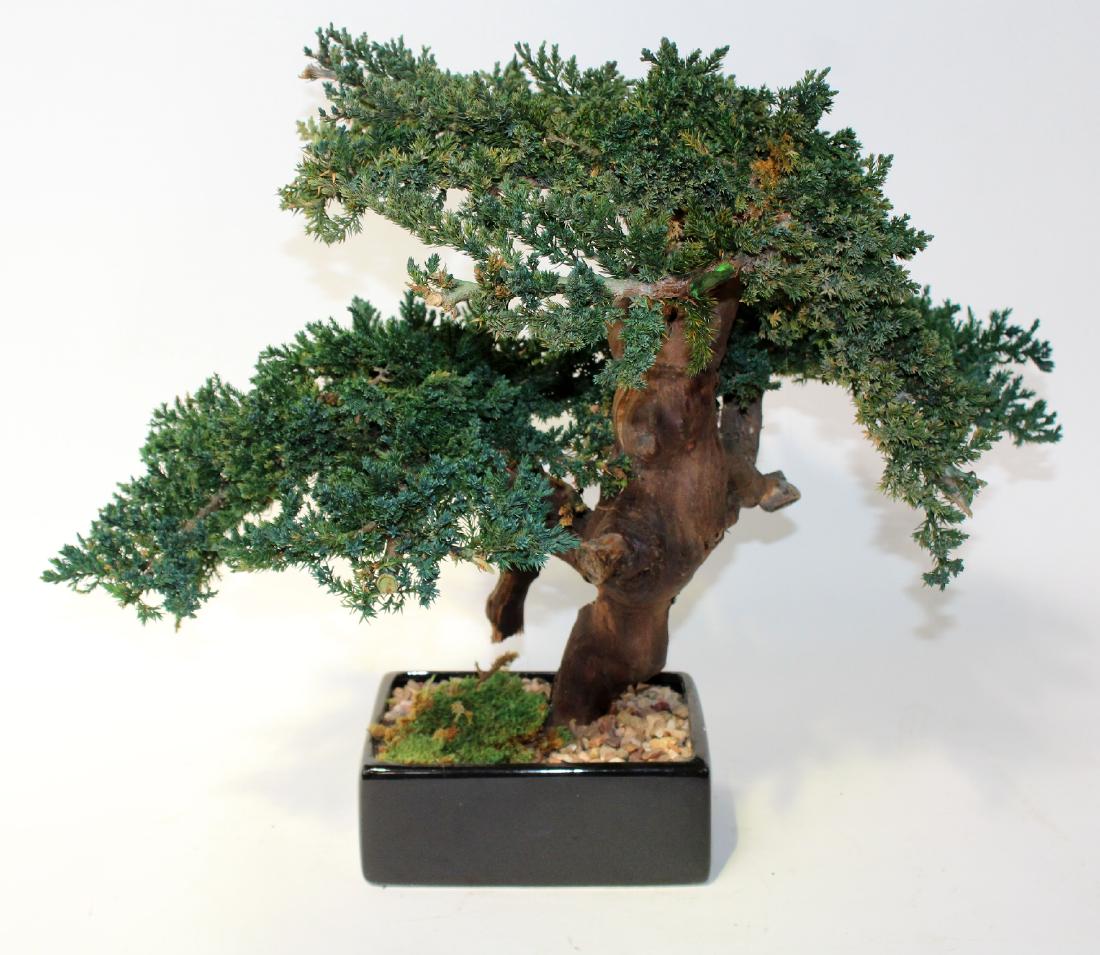 Faux bonzai tree (1 of 6)