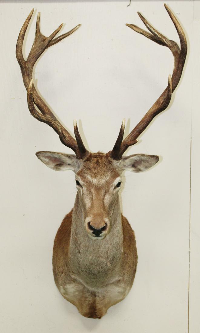 Red Deer taxidermy mount (1 of 6)