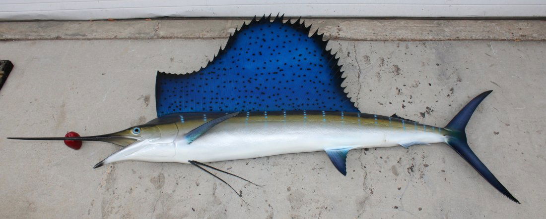 Atlantic Sailfish mount (1 of 5)