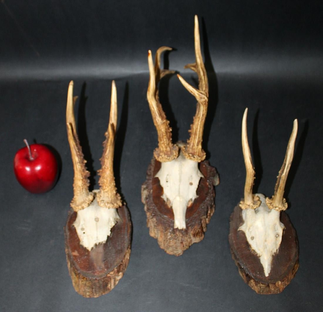 Lot of 3 French antique trophy mounts: Lot of 3 French antique trophy mounts with organic antlers on naturalistic wooden plaques. 14"h x 6"w, 12"h x 5"w and 9"h x 5"w