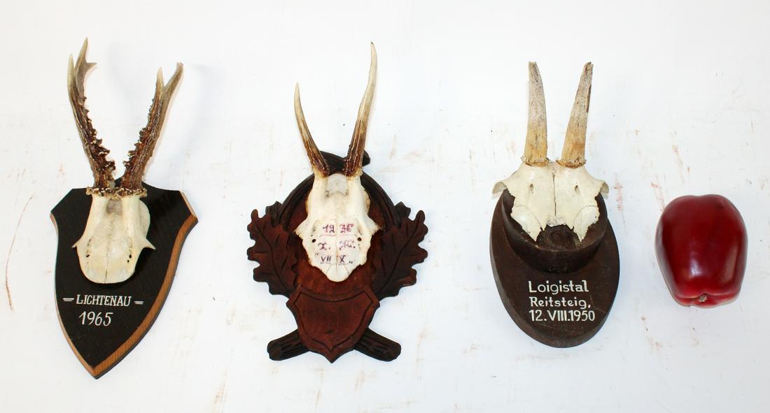 3 trophy mounts on carved wooden plaques (1 of 5)