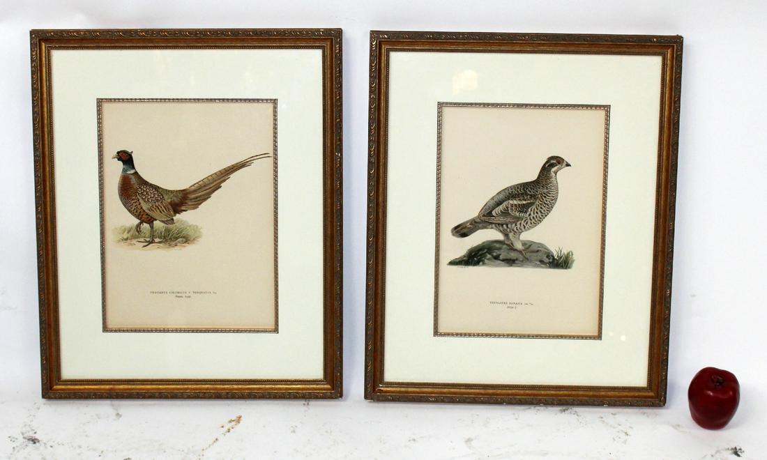 2 hand colored ornithorlogic bird book plates (1 of 8)
