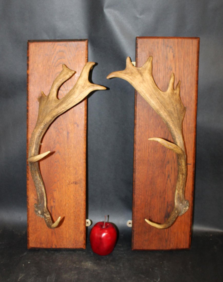 Pair of deer antlers mounted on oak plaques (1 of 5)