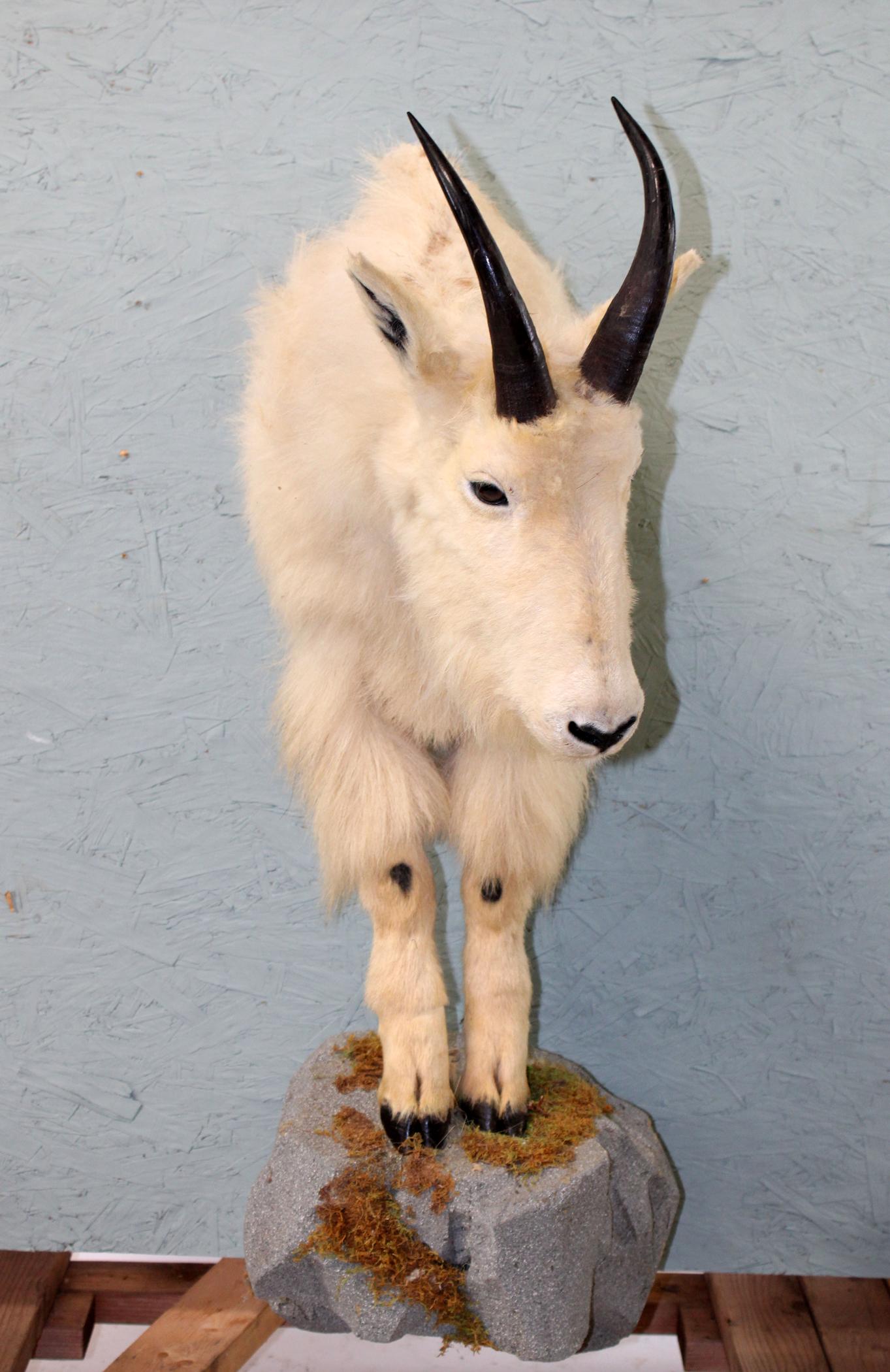 Mountain Goat taxidermy 1/2 body mount: Mountain Goat taxidermy 1/2 body mount on nautralistic faux rock base. 46"h x 11"w x 26"d
