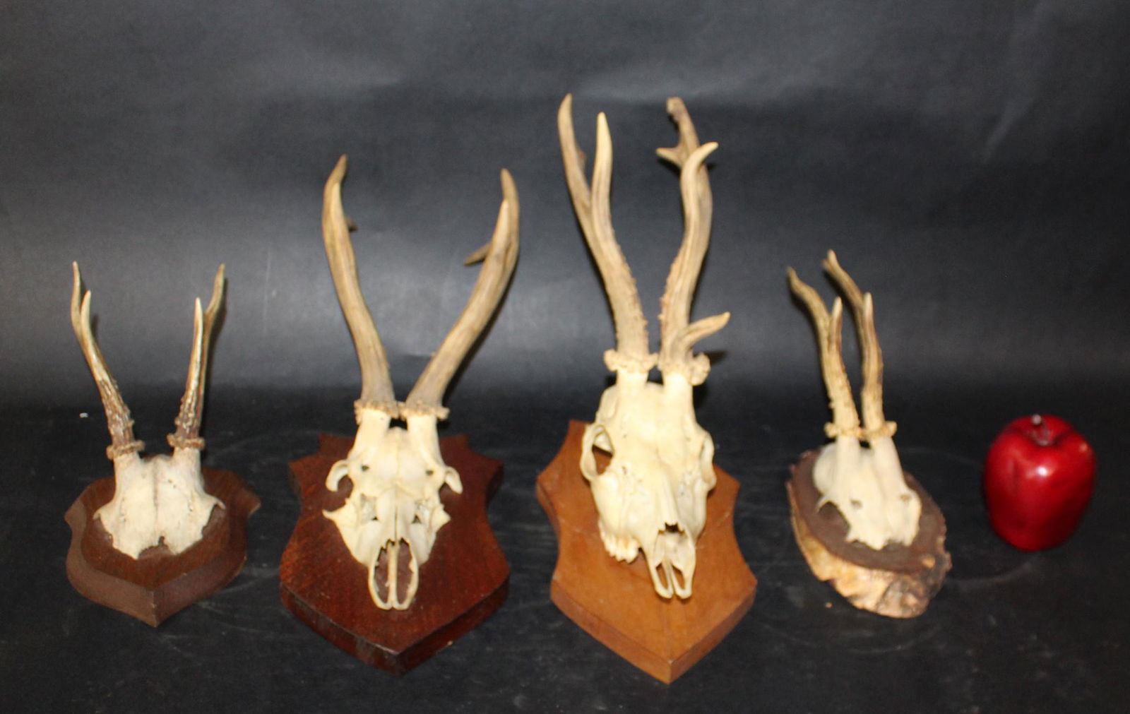 Lot of 4 antique French antler mounts on plaques (1 of 10)