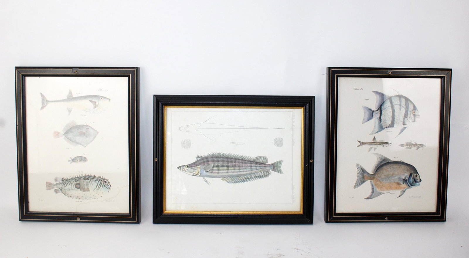 3 framed fish prints (1 of 4)