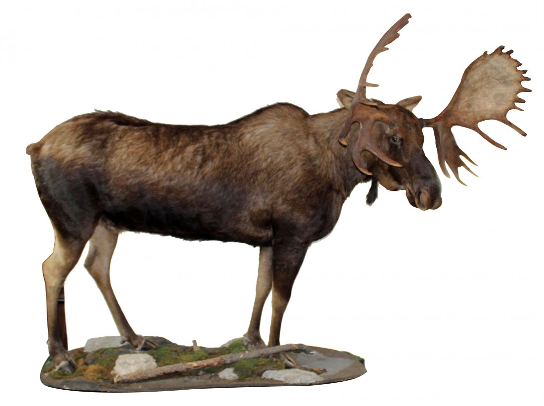 Full Moose trophy mount on naturalistic base: Full Moose mount on naturalistic base. 83"h x 108"