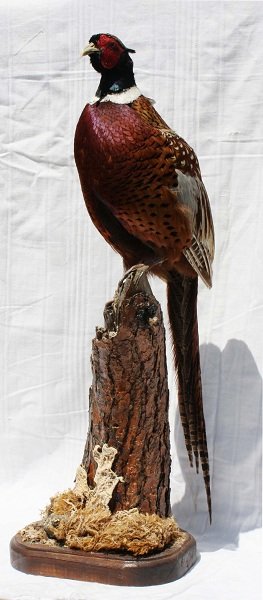 Male Chinese ring neck pheasant: Male Chinese ring neck pheasant