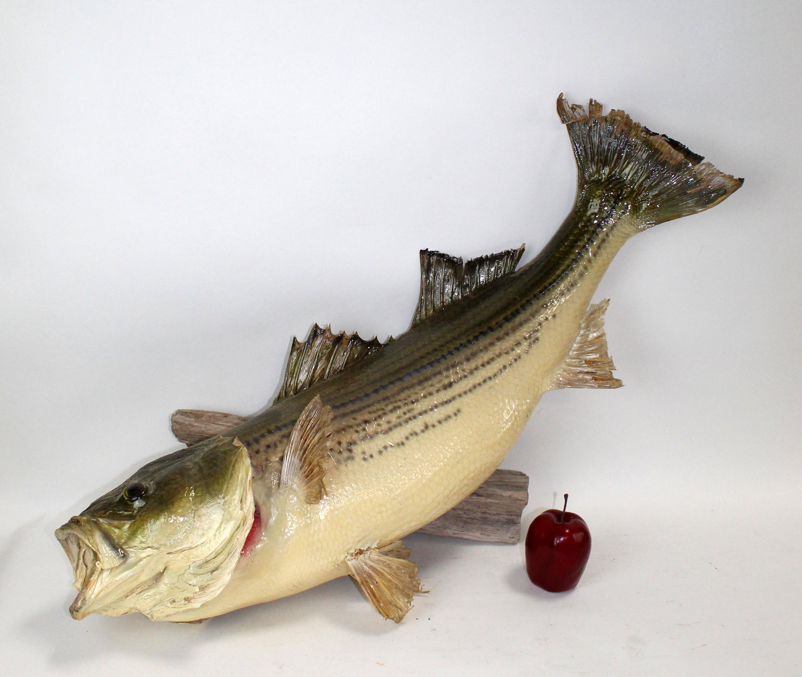 Striped bass mount on driftwood plaque (1 of 6)