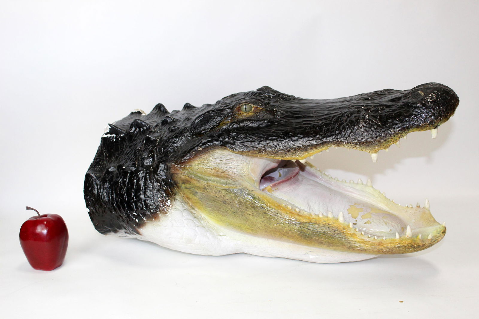 Fiberglass wall mount alligator head (1 of 9)