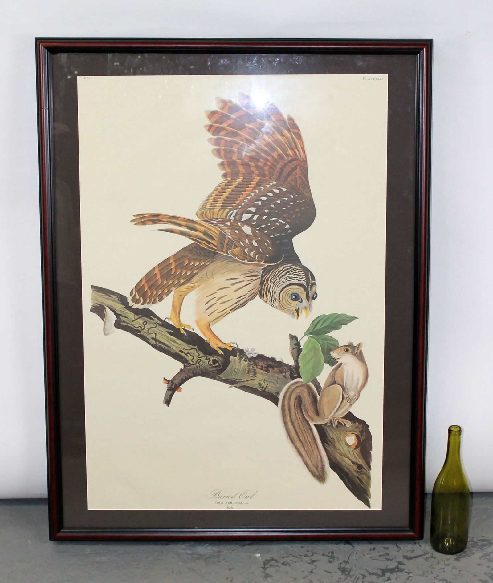 Audubon print Barred Owl from Amsterdam Edition (1 of 10)